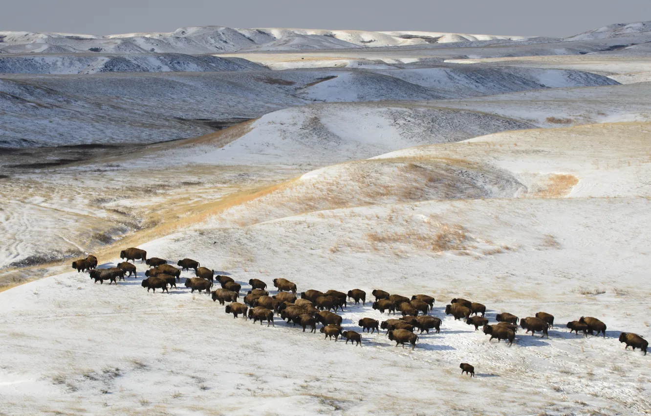 Photo wallpaper winter, snow, the herd, Buffalo