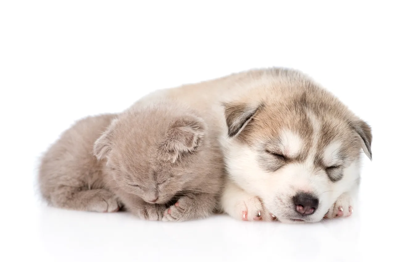 Photo wallpaper cat, sleeping, husky, cat, dog, husky, kittens