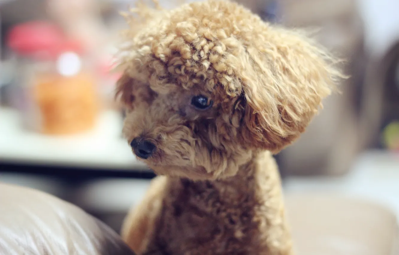 Photo wallpaper brown, dog, mood, colour, poodle