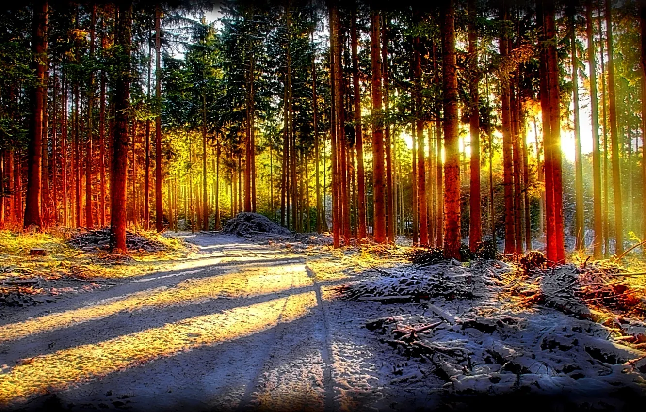 Photo wallpaper forest, road, nature, snow, sunlight