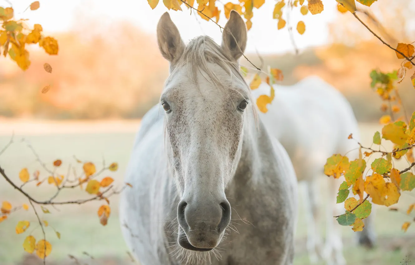 Photo wallpaper field, white, look, face, branches, horse, foliage, horse