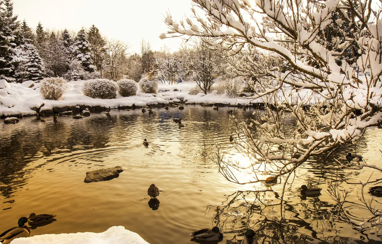 Photo wallpaper twilight, trees, sunset, winter, lake, rocks, snow, dusk