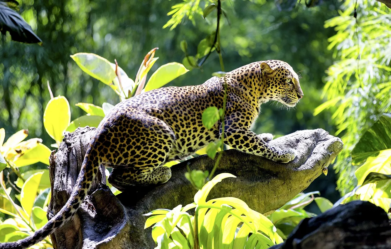 Photo wallpaper predator, leopard, snag, wild cat, handsome