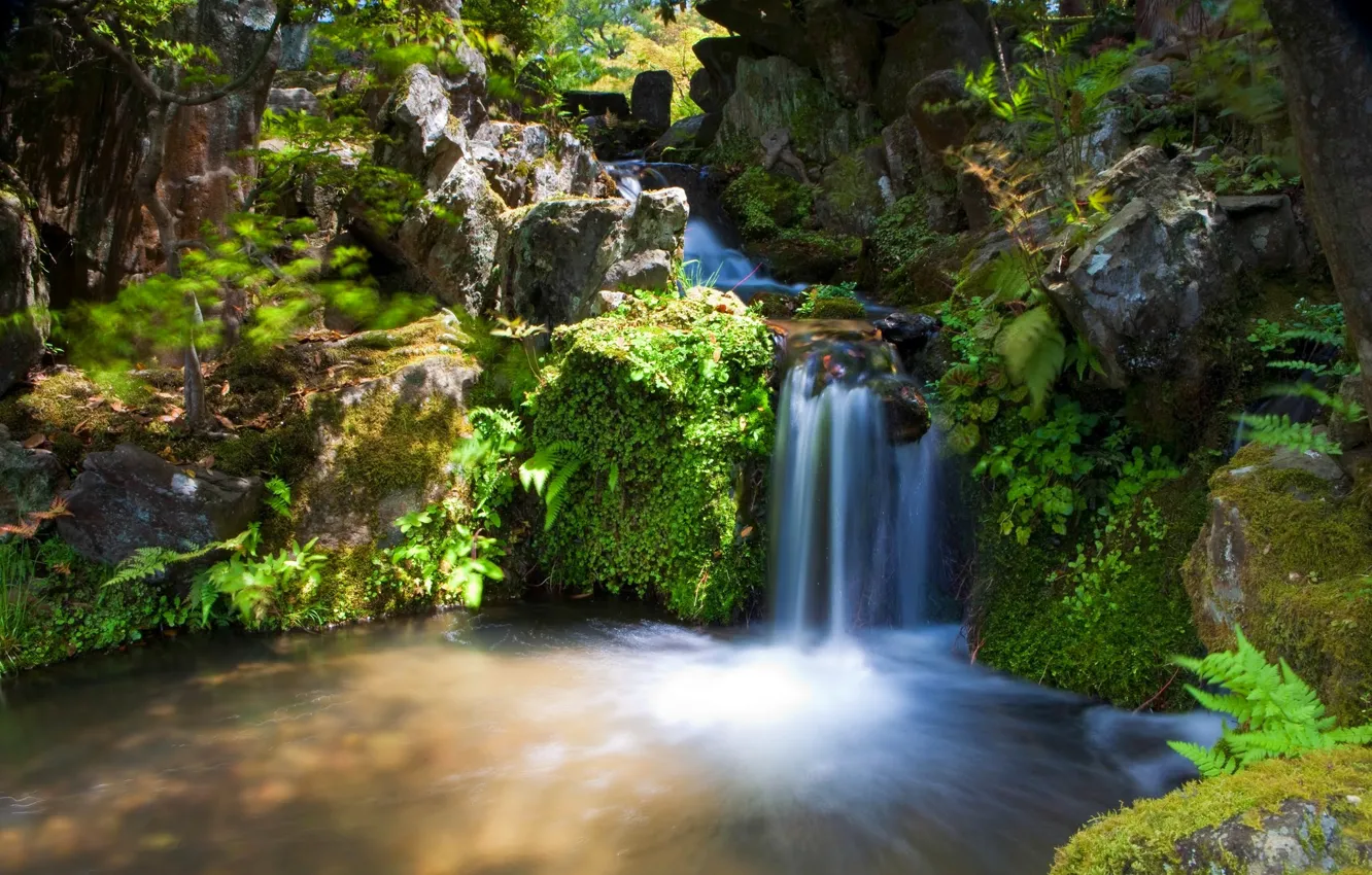 Photo wallpaper forest, trees, landscape, river, stones, waterfall, stream