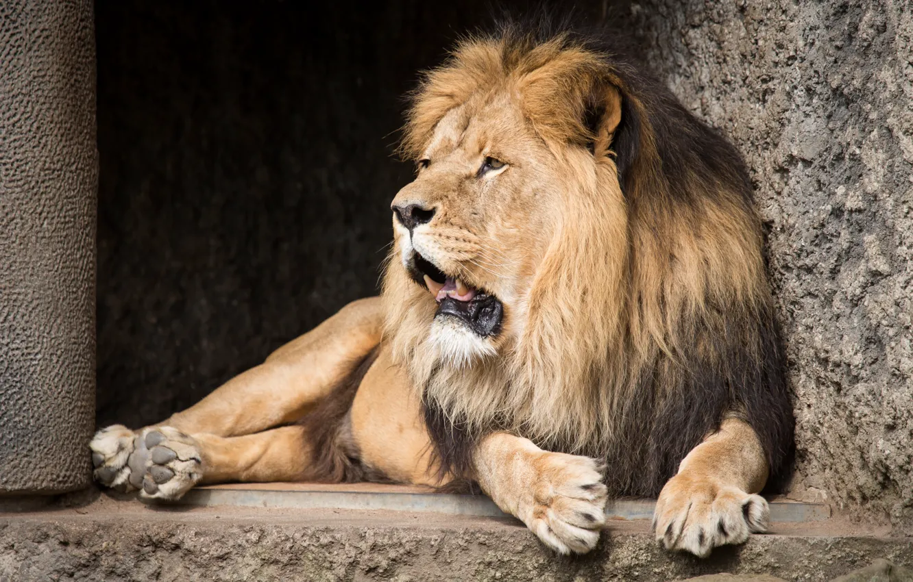 Photo wallpaper cat, stay, Leo, mane