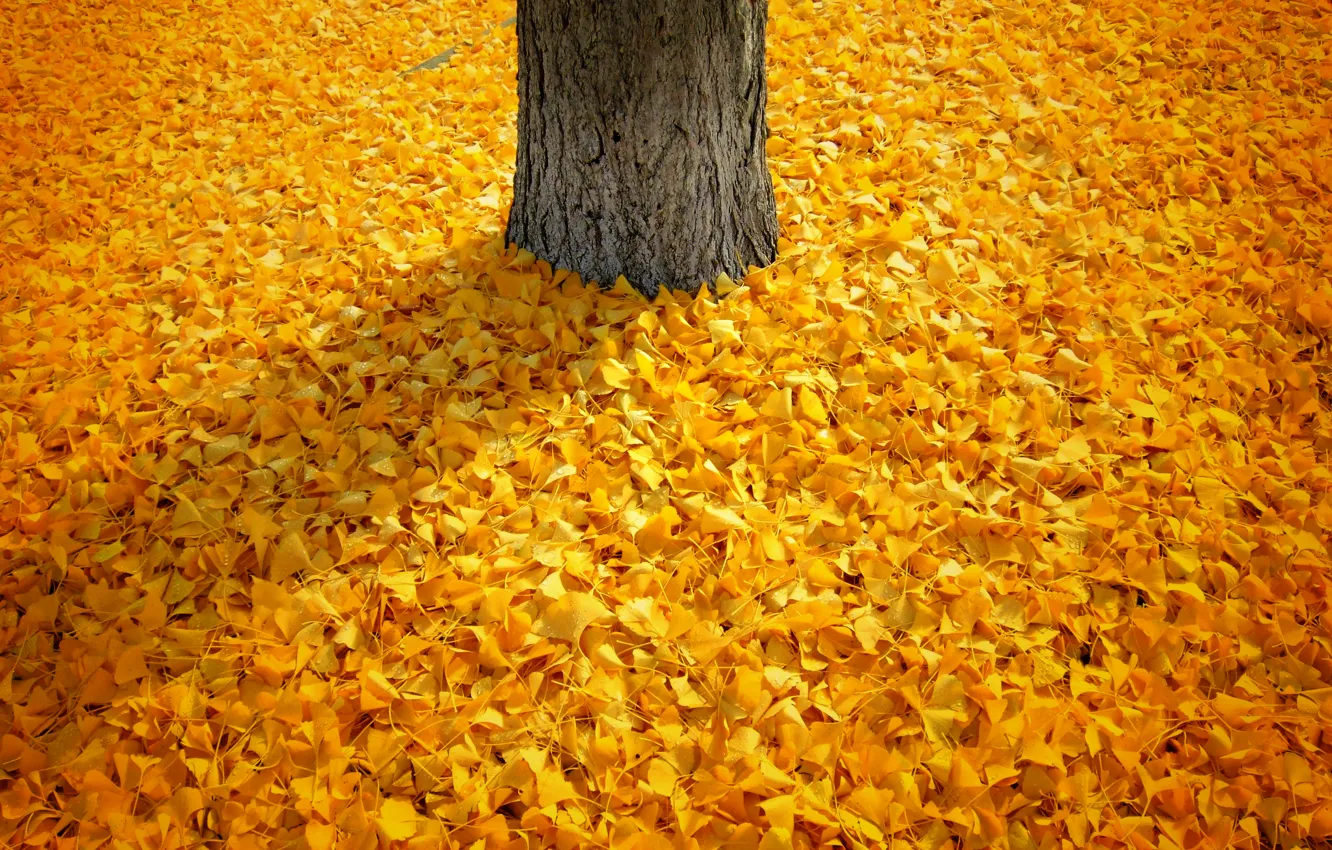 Photo wallpaper autumn, leaves, trees, yellow, nature, shadow, falling leaves, nature