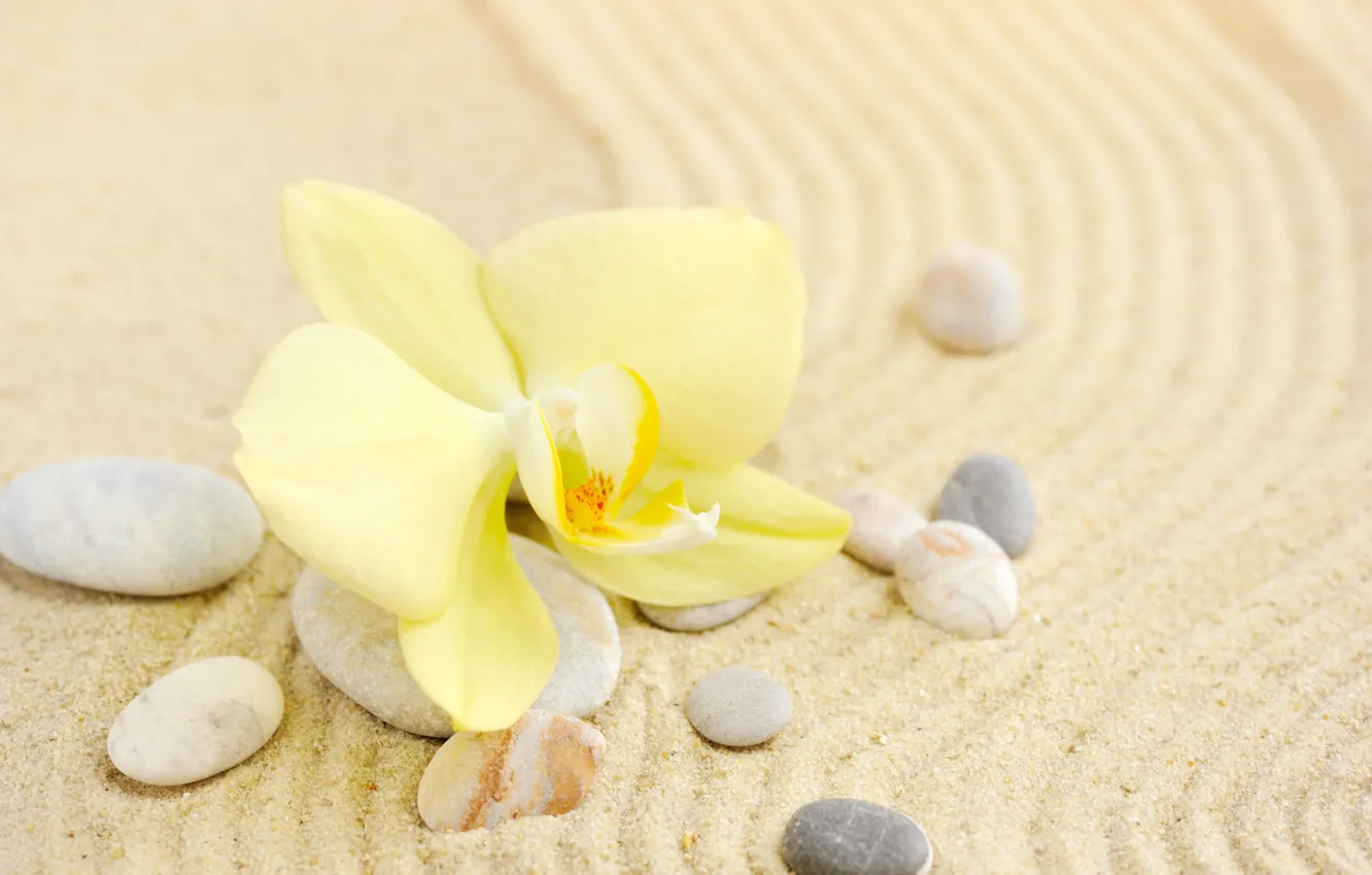Photo wallpaper sand, flower, stones, Orchid