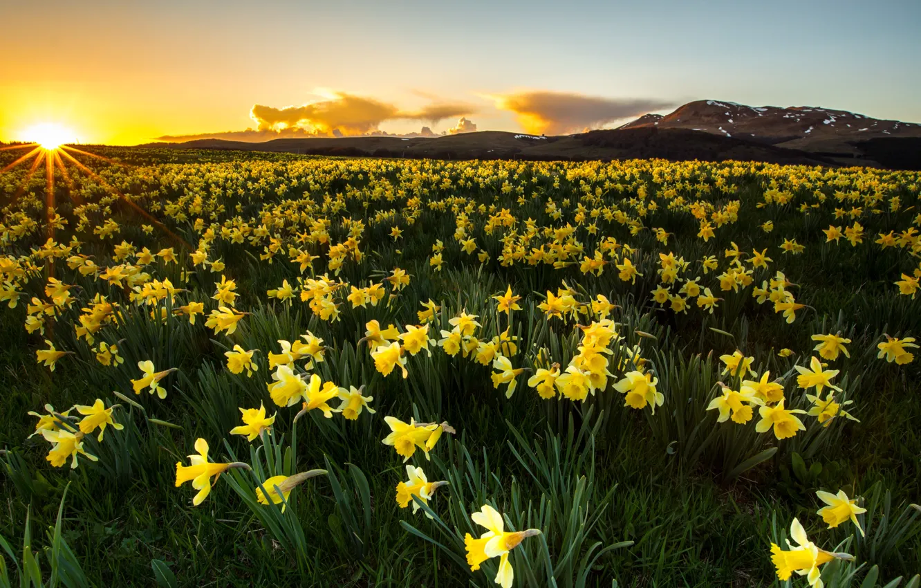 Photo wallpaper field, flowers, spring, yellow, daffodils