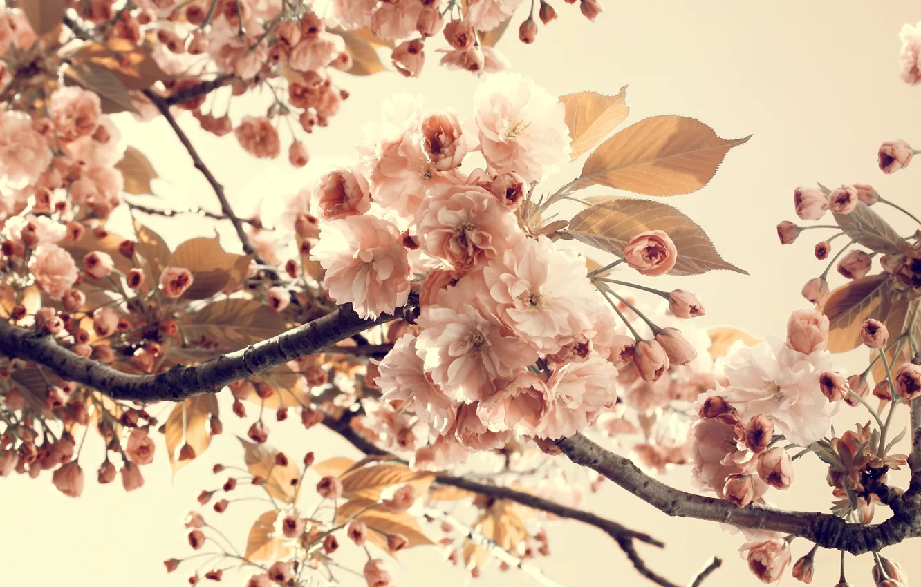 Photo wallpaper summer, leaves, flowers, branches, nature, petals, flowering, vintage