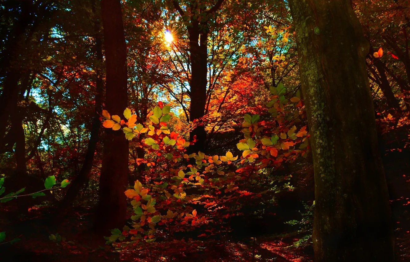 Photo wallpaper autumn, forest, leaves, the sun, trees, nature, forest, trees