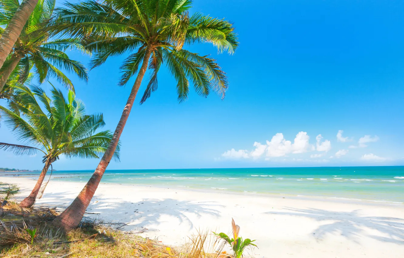 Photo wallpaper sand, sea, beach, the sun, palm trees, shore, summer, beach