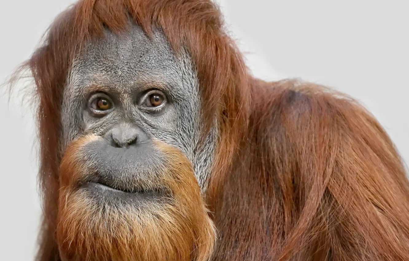 Photo wallpaper look, monkey, Sumatra Orang-Utah