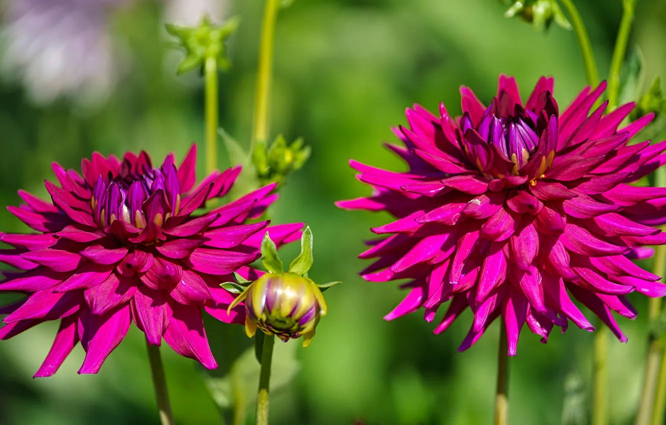 Photo wallpaper flowers, garden, bright, dahlias, Duo, pink