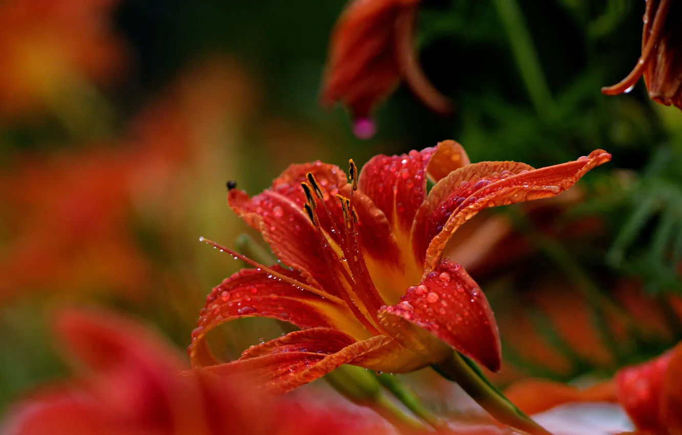 Photo wallpaper drops, macro, flowers, red, Rosa, Lily