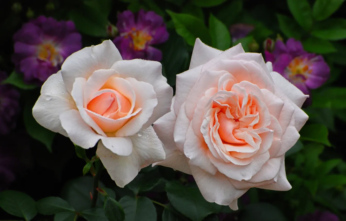 Photo wallpaper macro, flowers, roses, garden, cream, white, Duo, the bushes