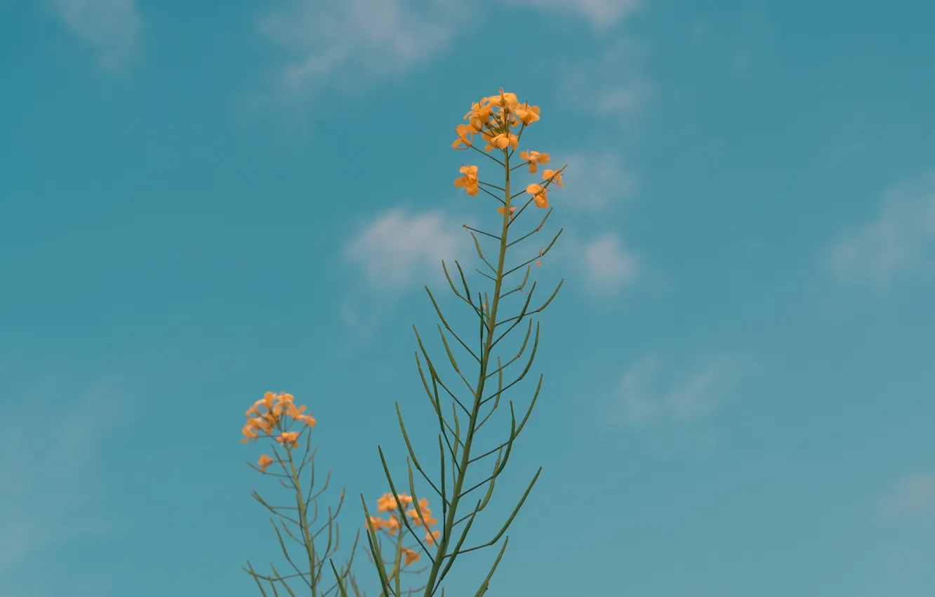 Photo wallpaper the sky, flowers, yellow