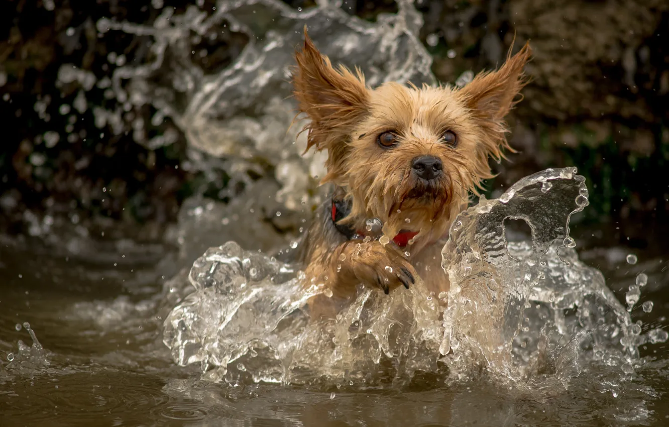Photo wallpaper water, squirt, dog, York, Yorkshire Terrier
