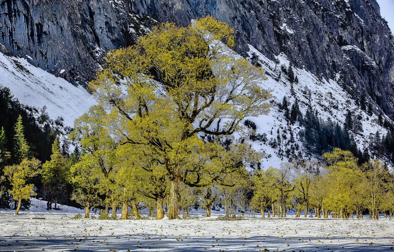 Photo wallpaper leaves, snow, trees, mountains