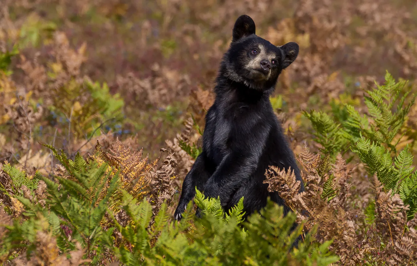 Photo wallpaper pose, background, posing, bear, bear