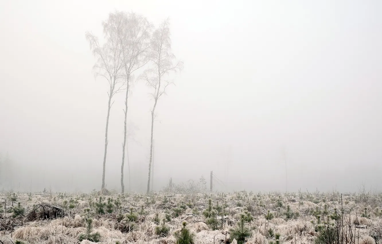 Photo wallpaper winter, field, trees, fog