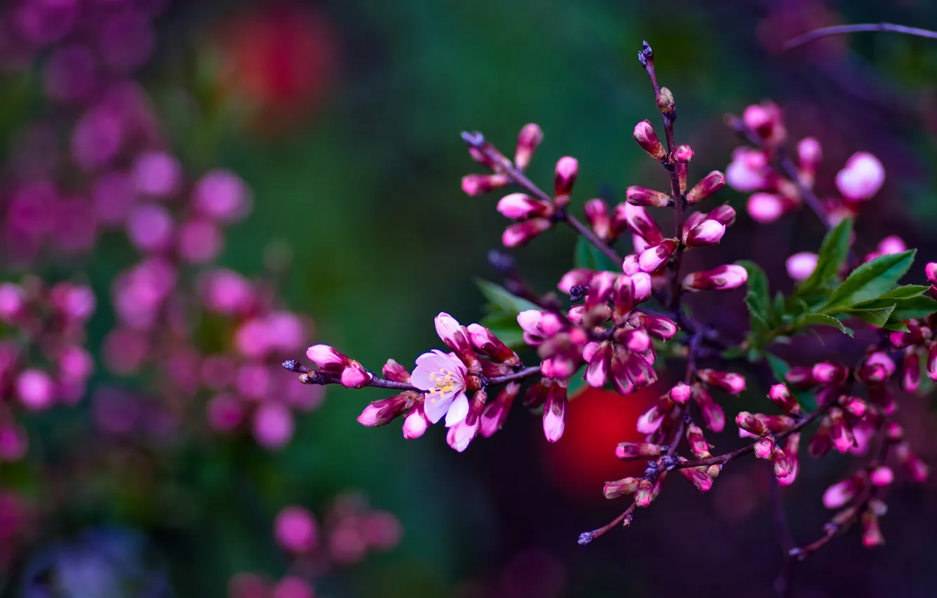 Photo wallpaper branch, spring, Asetskaya, Purple Spring