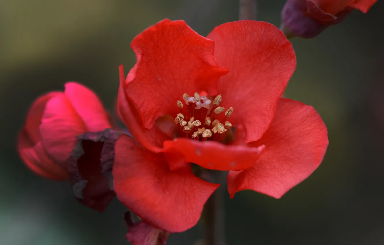 Photo wallpaper flowers, red, spring, red, flowers, spring, quince