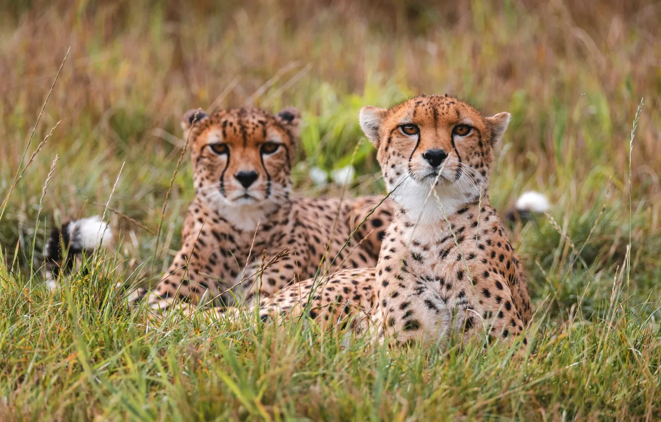 Photo wallpaper glade, Cheetah, lies