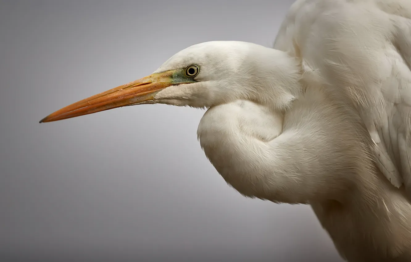 Photo wallpaper background, bird, great egret