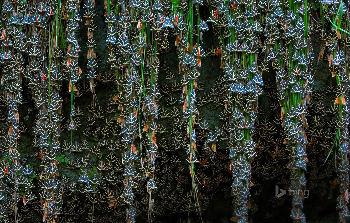 Photo wallpaper butterfly, Greece, Rhodes, Jersey tiger moths, Petaloudes