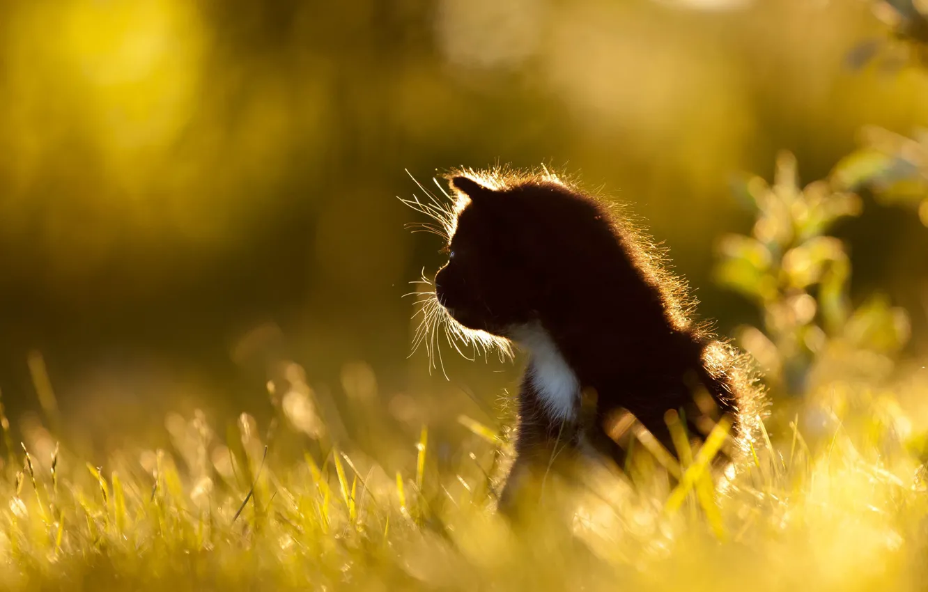 Photo wallpaper cat, summer, grass, mustache, light, nature, pose, glade