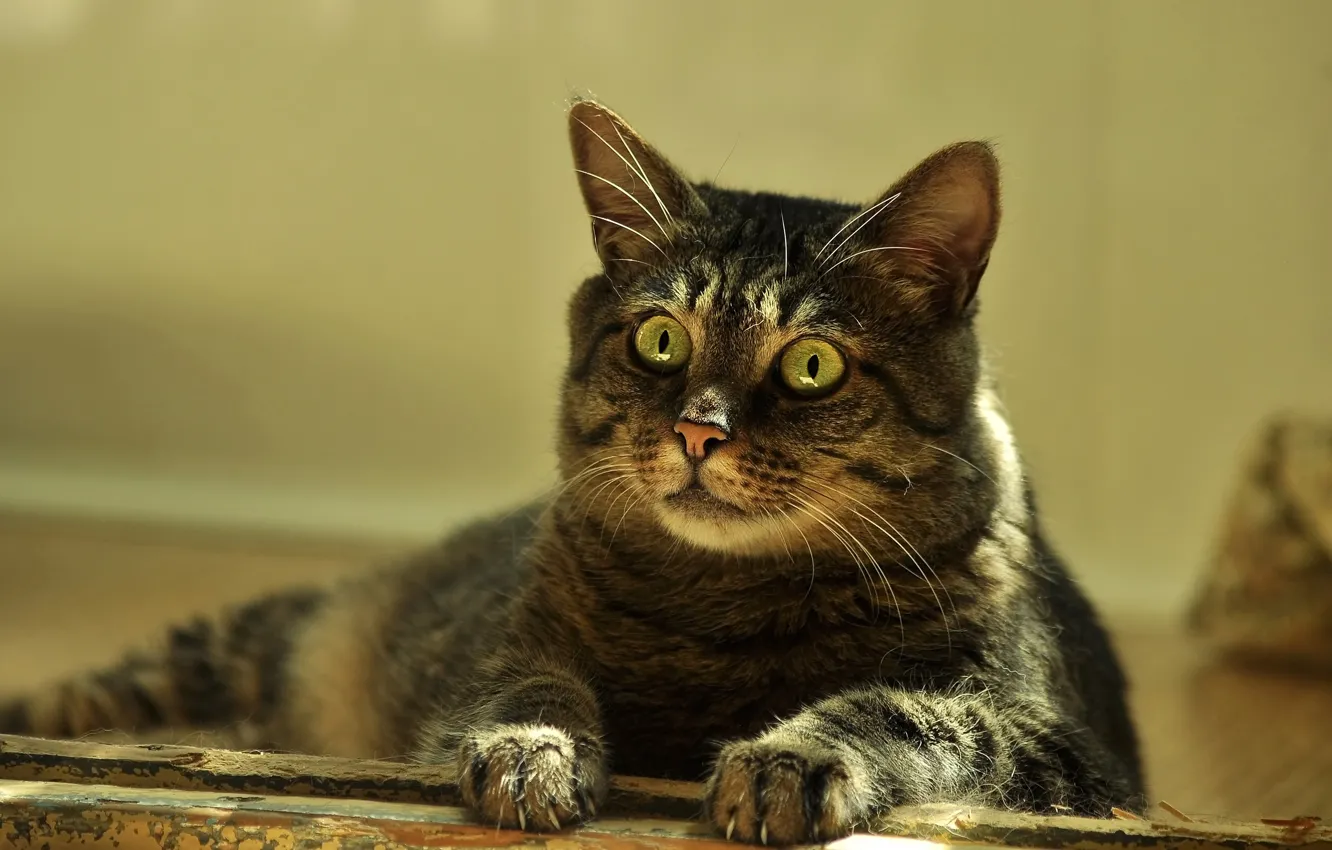 Photo wallpaper cat, cat, look, light, grey, portrait, lies, striped