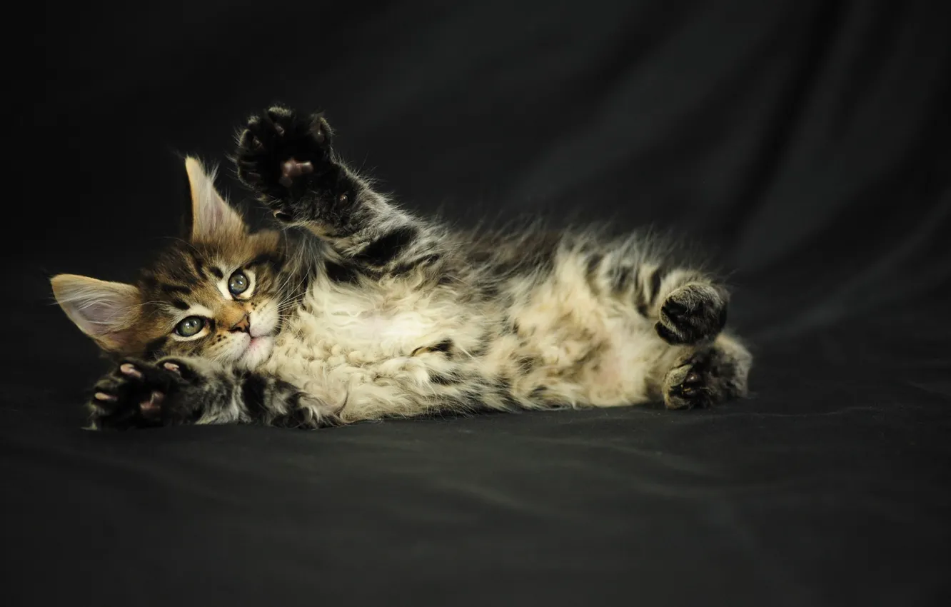 Photo wallpaper kitty, grey, fluffy, Cat, Maine Coon
