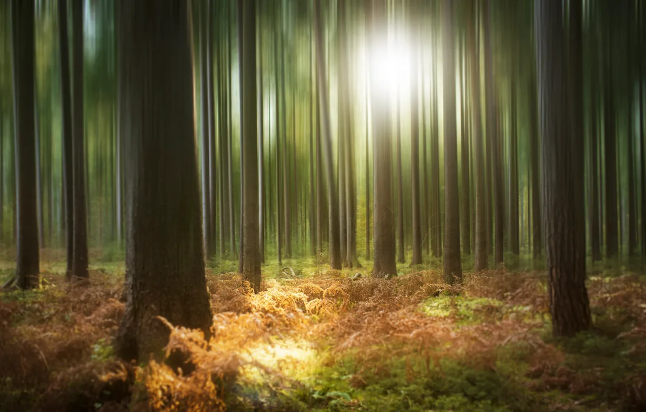 Photo wallpaper forest, leaves, the sun, light, trees, nature, fog, thickets