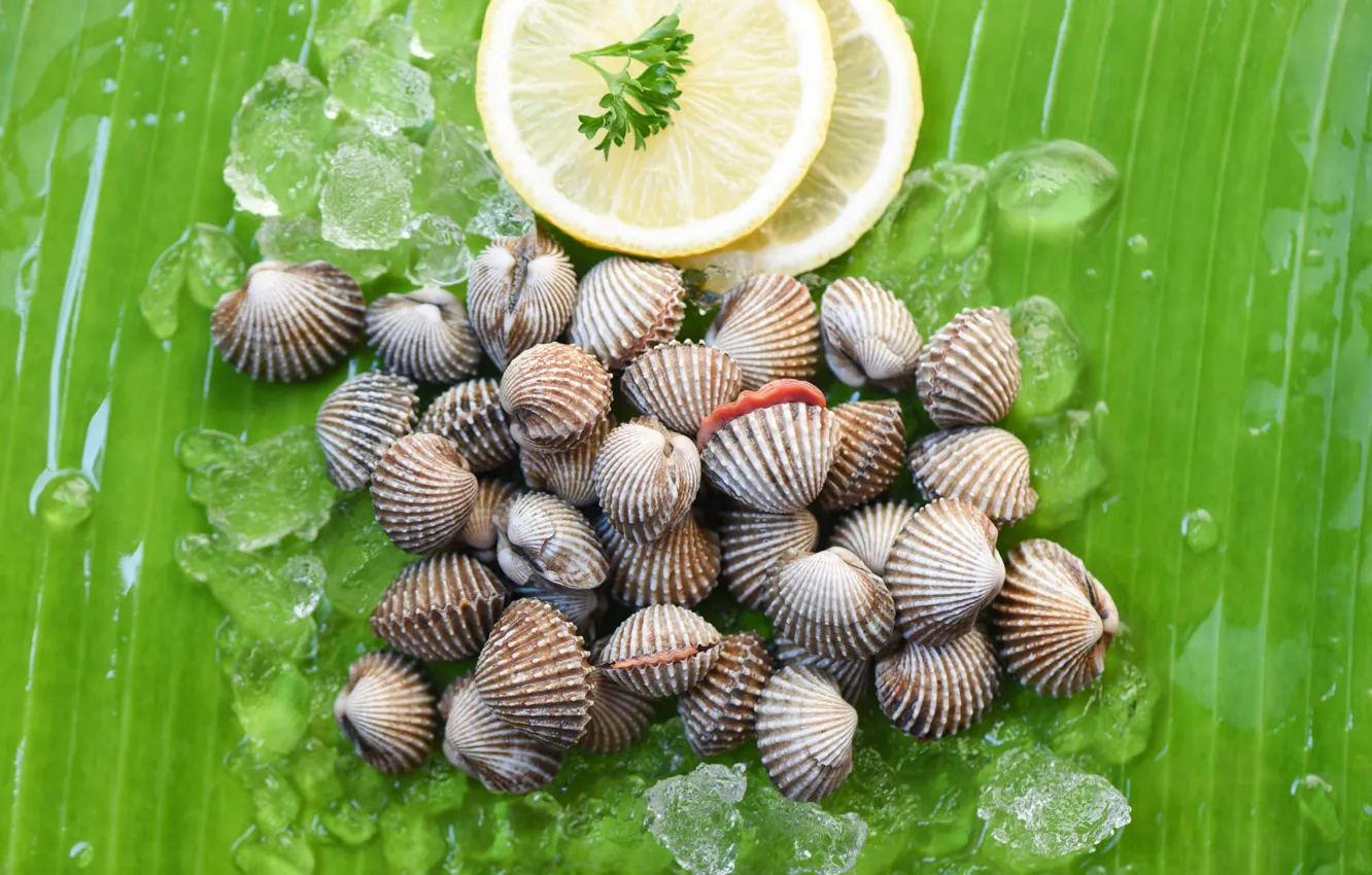 Photo wallpaper green, background, leaf, ice, shell, circles, lemons, shellfish