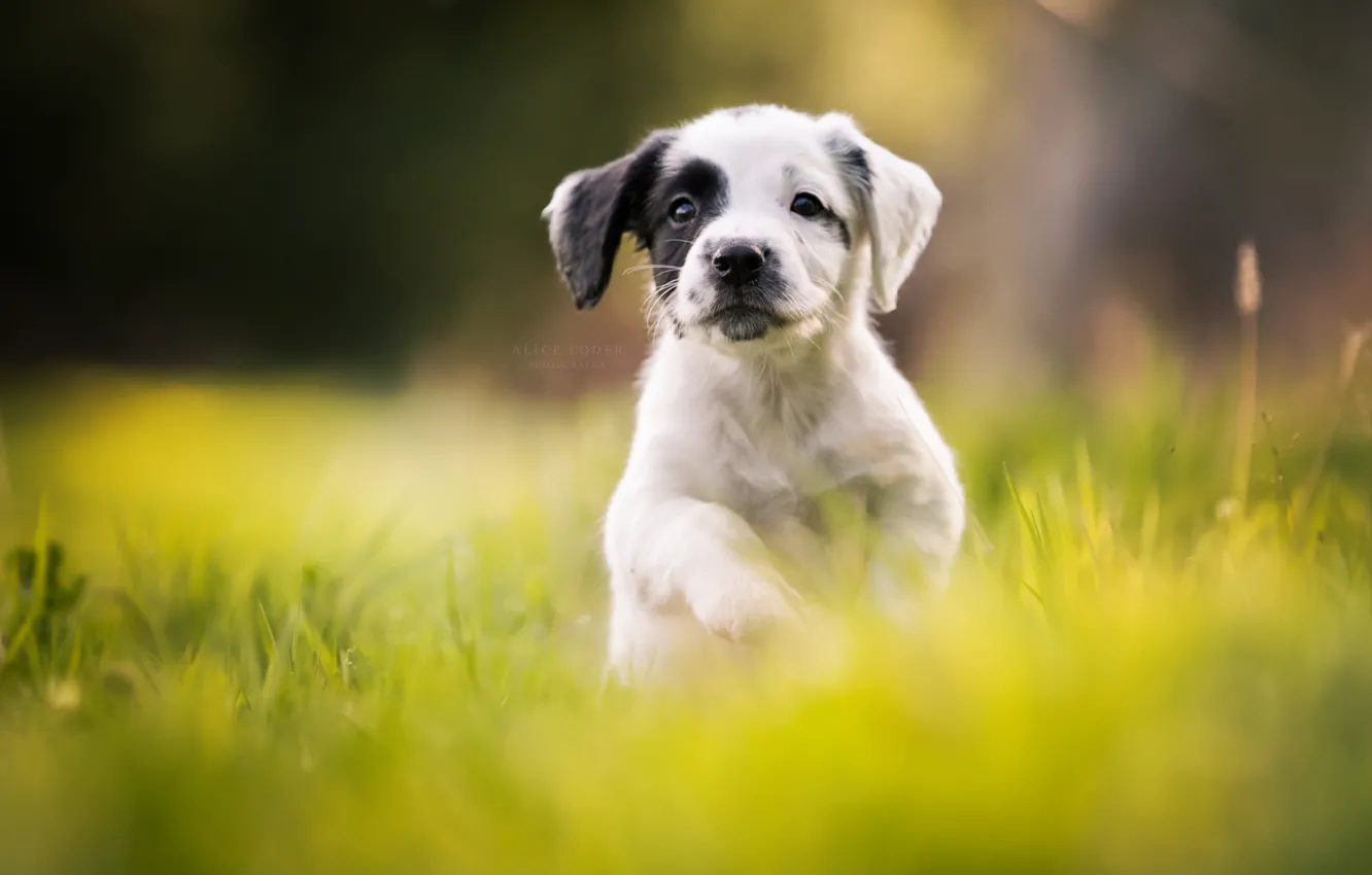 Photo wallpaper puppy, walk, bokeh, doggie, Cocker Spaniel