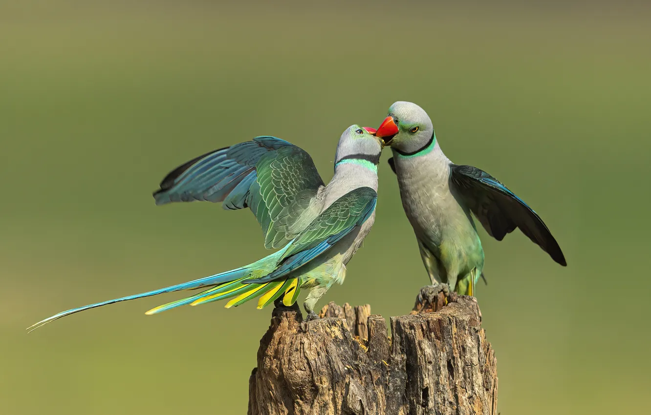 Photo wallpaper love, flowers, branches, pose, background, bird, stump, wings
