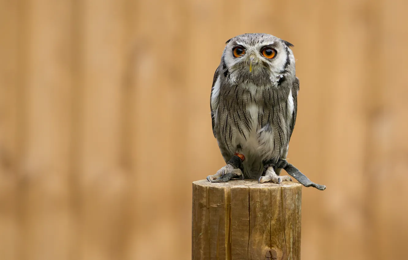 Photo wallpaper background, owl, bird