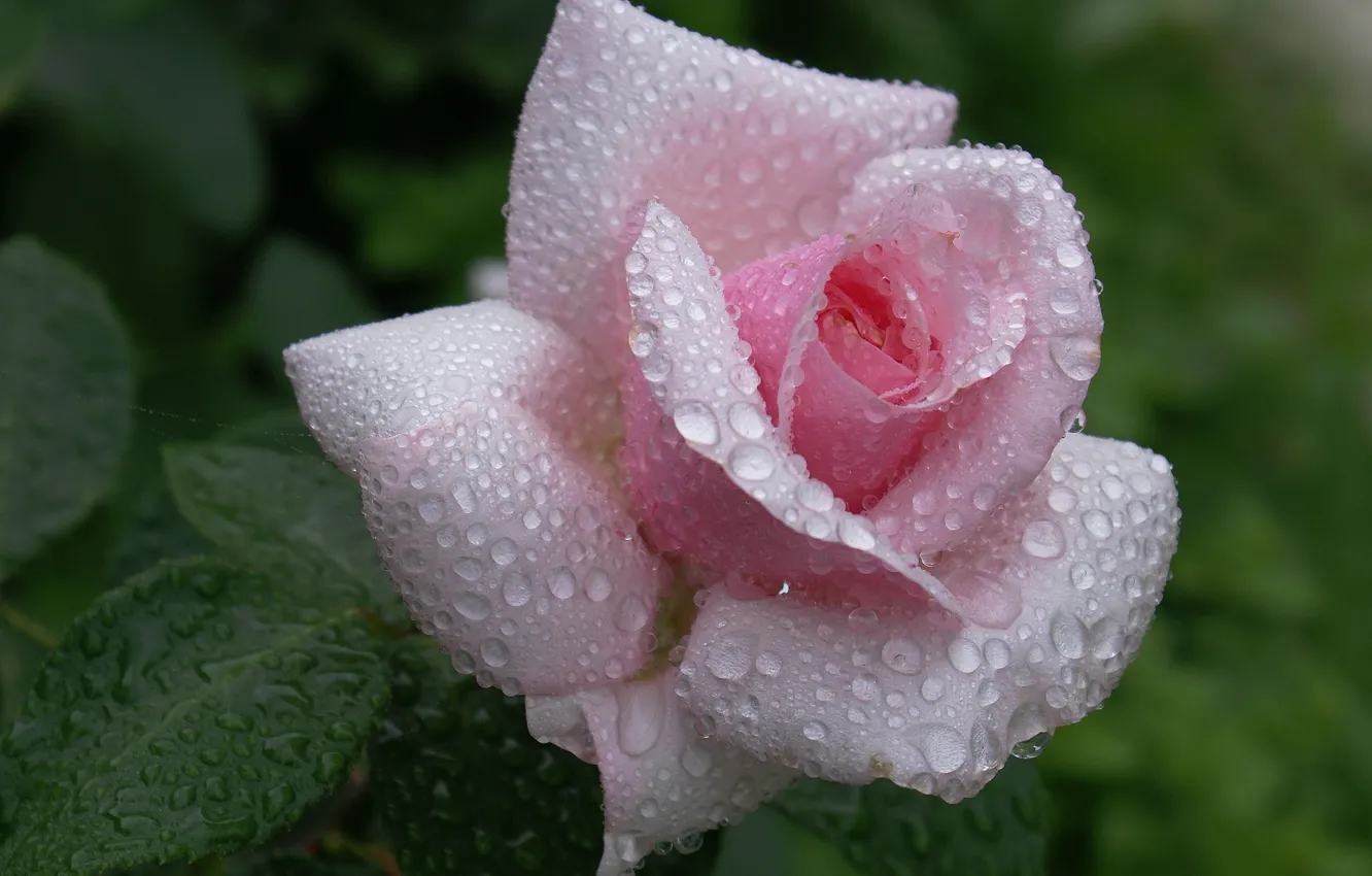 Photo wallpaper flower, drops, Rosa, pink, tenderness, rose, beauty, petals