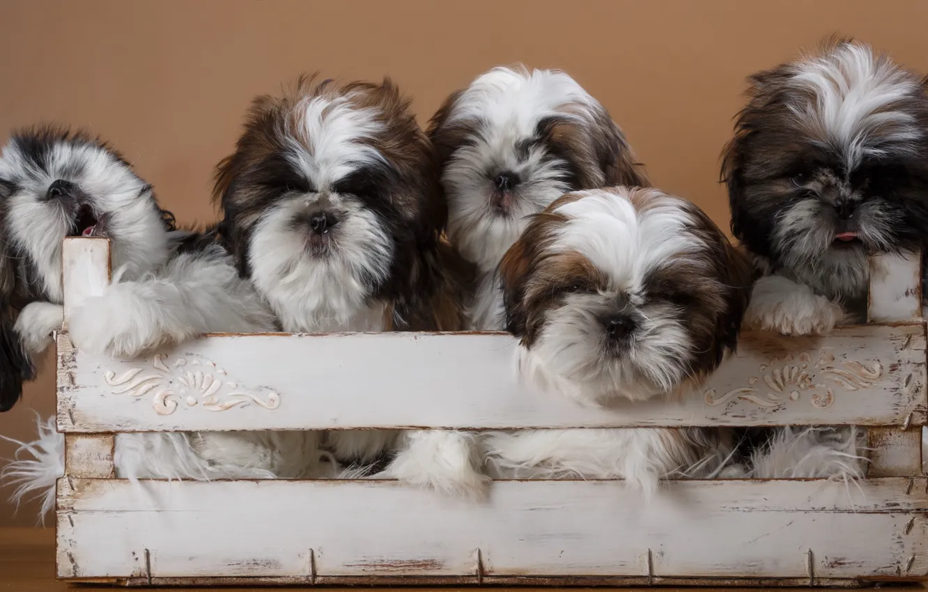 Photo wallpaper puppies, box, breed, quintet