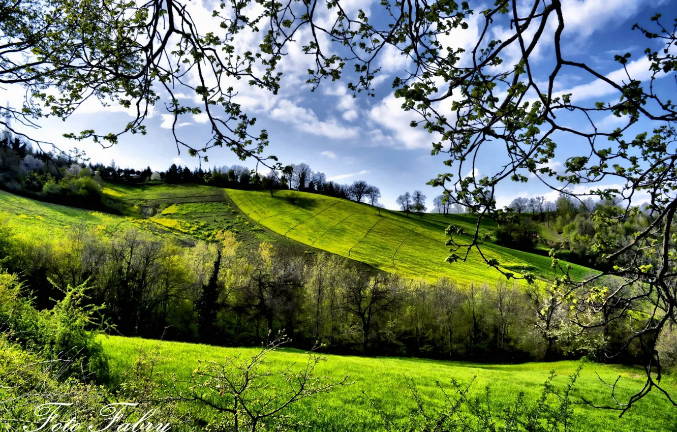 Photo wallpaper trees, fields, spring, greenery
