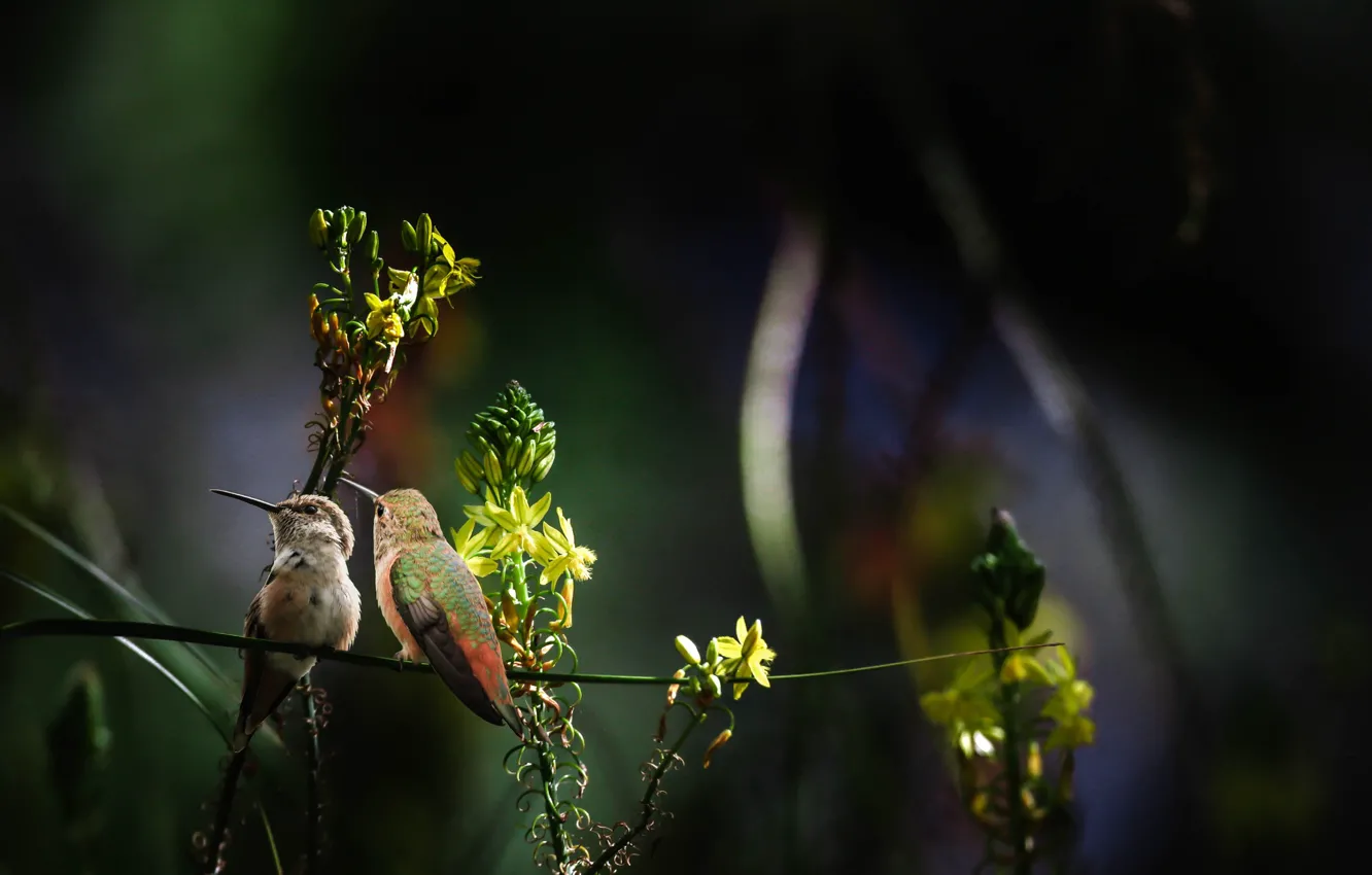 Photo wallpaper flowers, birds, nature, stem, Hummingbird, a couple, Thai Phung
