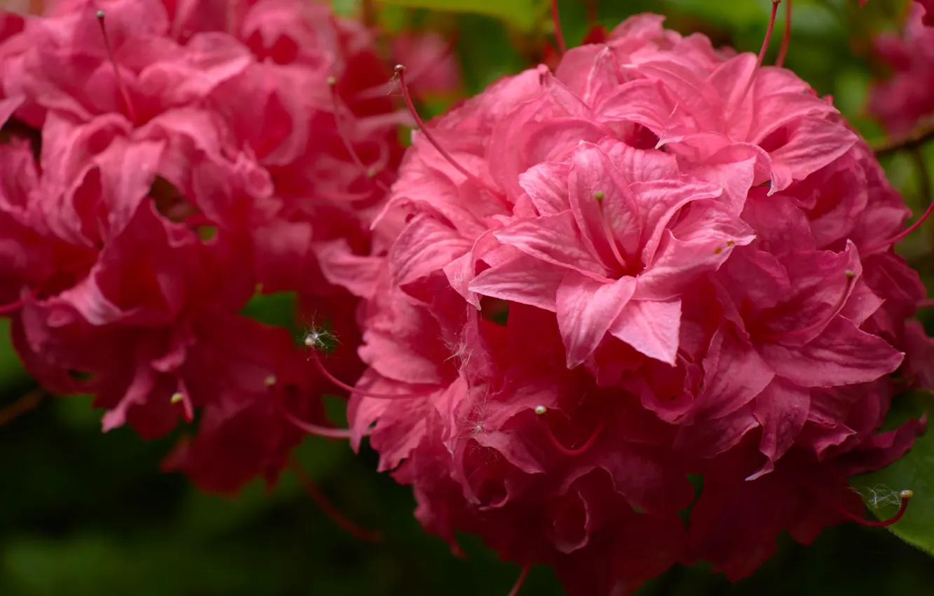 Photo wallpaper macro, flowers, pink, Azalea, Terry, rhododendrons