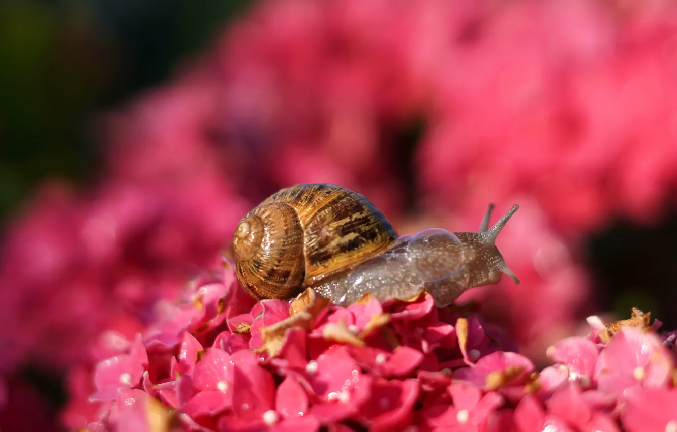 Photo wallpaper macro, light, flowers, snail, pink, bokeh, hydrangea