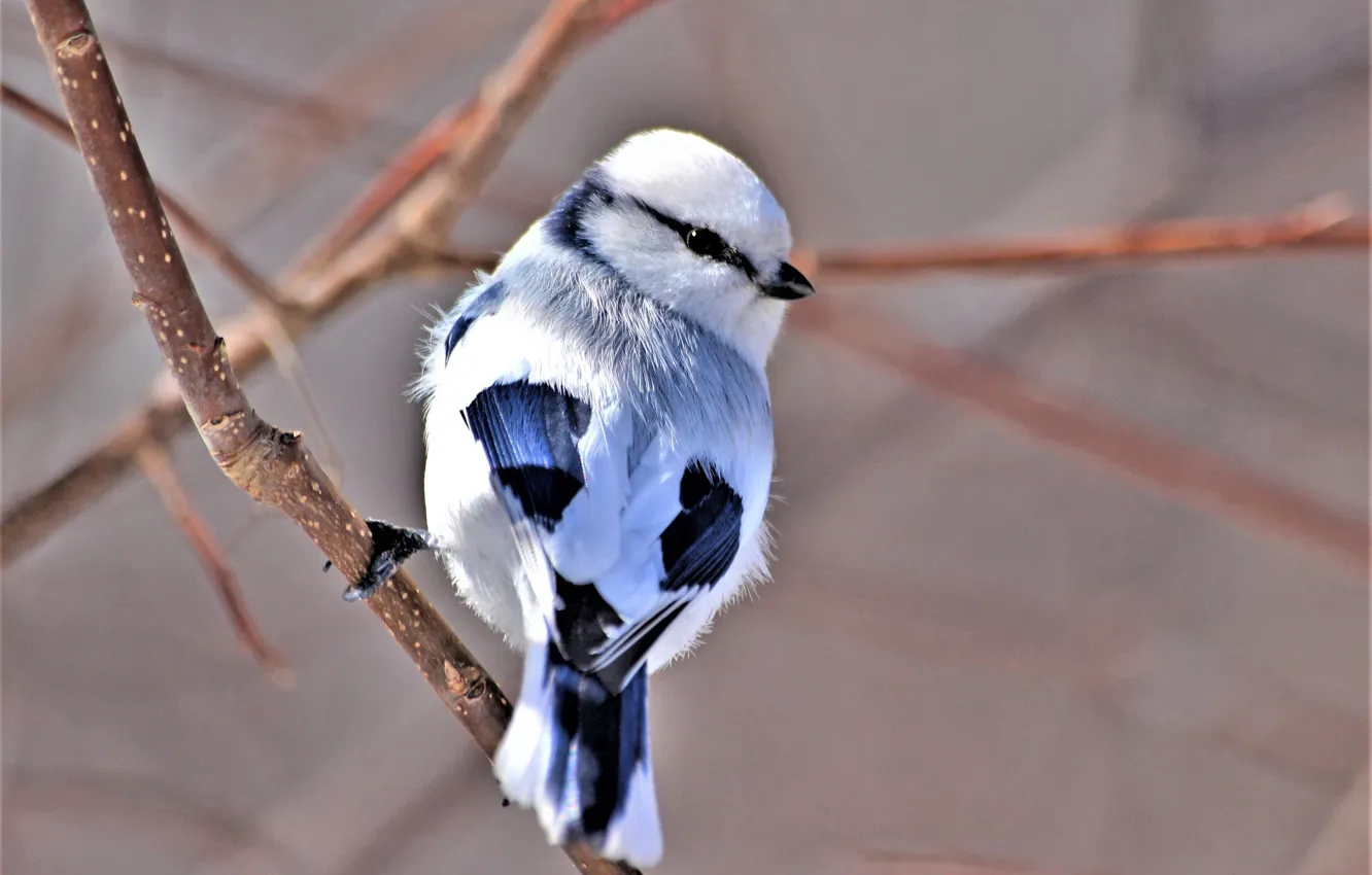 Photo wallpaper branches, background, bird, blue tit