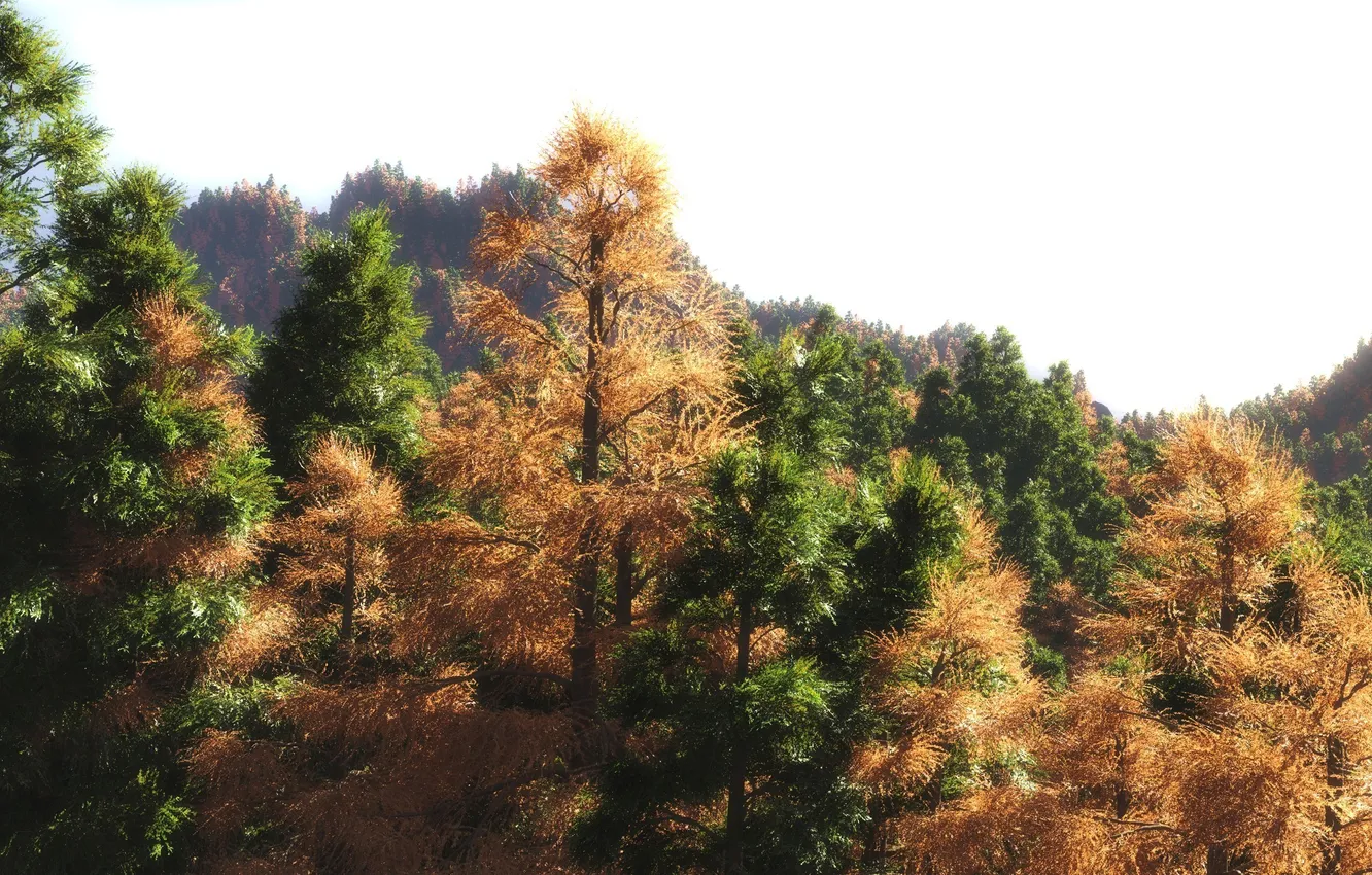 Photo wallpaper autumn, forest, trees, art, crown