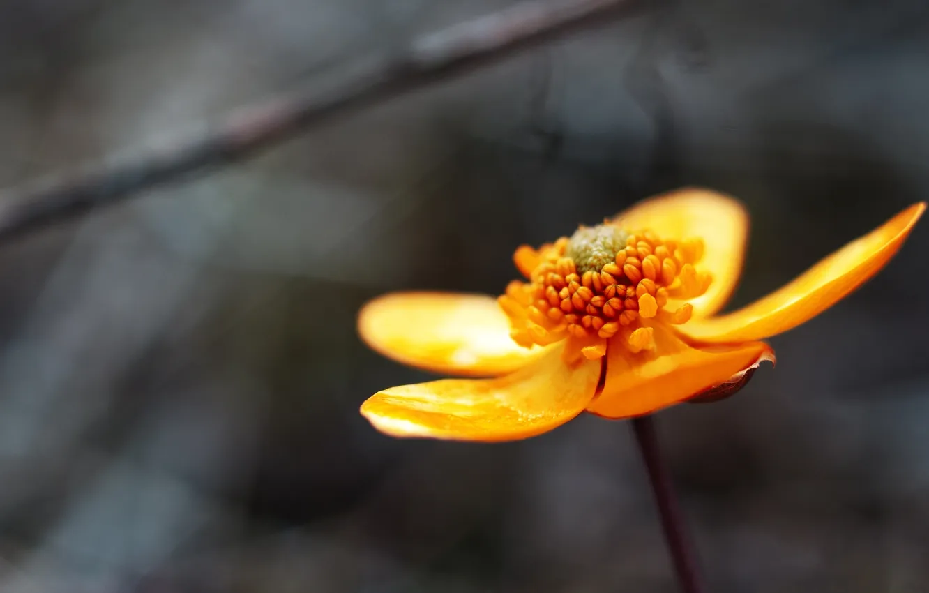 Photo wallpaper macro, flowers, focus, petals, stem, buds, flowers