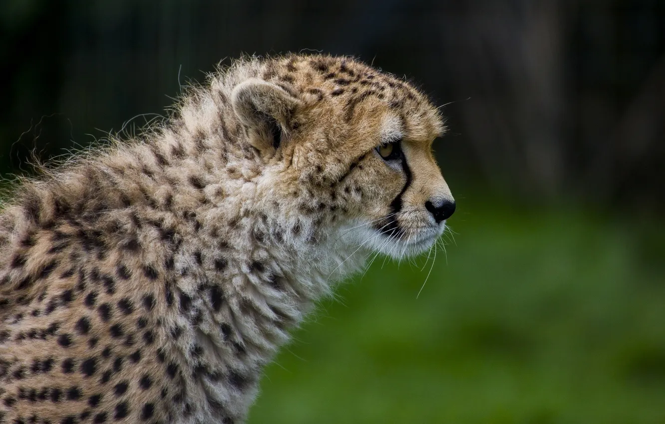 Photo wallpaper face, Cheetah, profile, wild cat