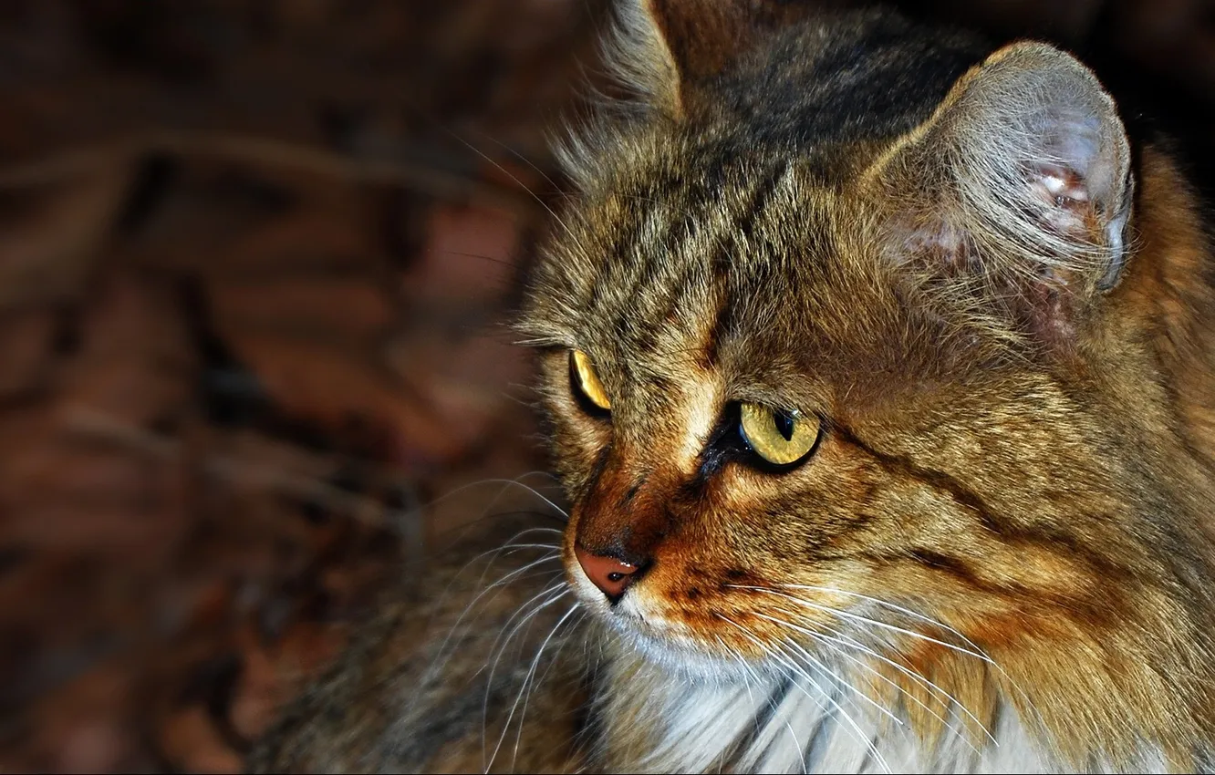 Photo wallpaper cat, cat, mustache, cat