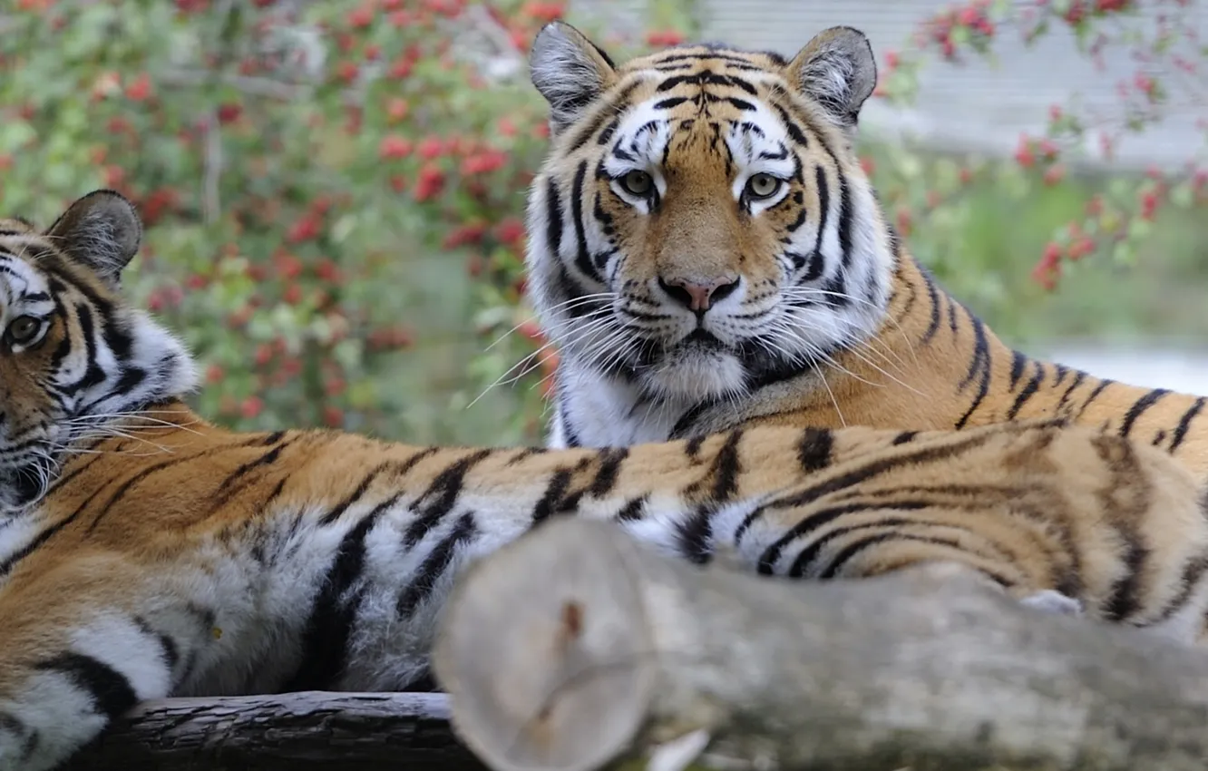 Photo wallpaper tiger, stay, a couple