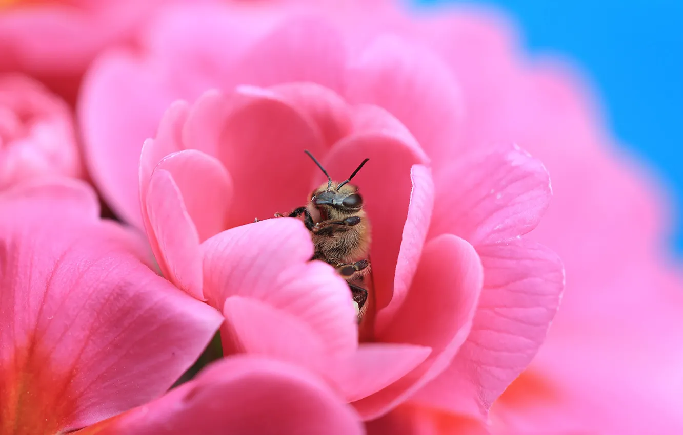 Photo wallpaper flowers, petals, crop, bee, nectar